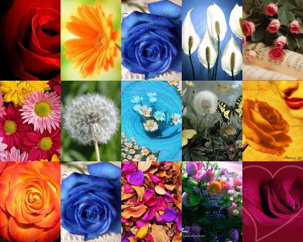 wdtns - оригинал