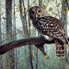 Схема вышивки «сова»