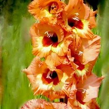 Схема вышивки «гладиолус»