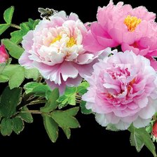 Схема вышивки «№352753»