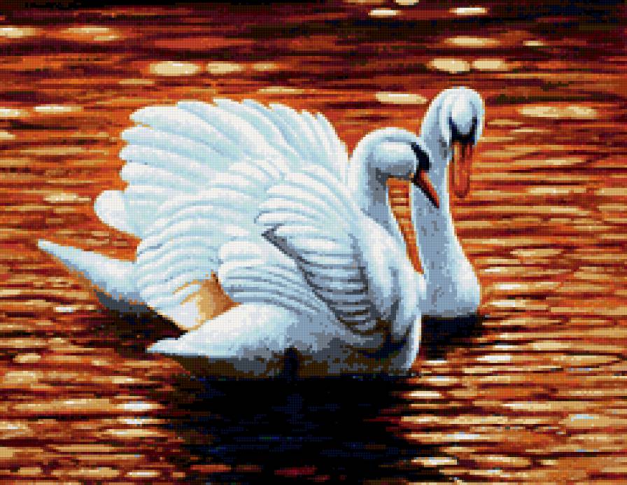 лебеди - птицы - предпросмотр