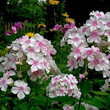 Схема вышивки «флоксы»