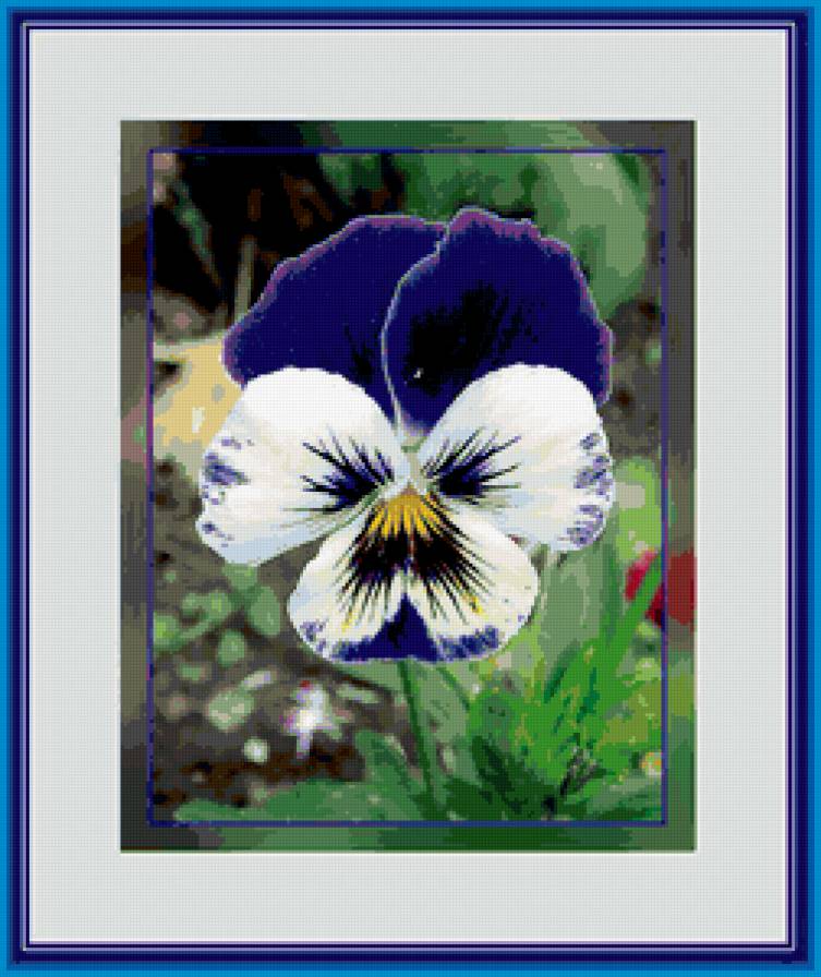 анютины глазки - фиалки, цветы - предпросмотр