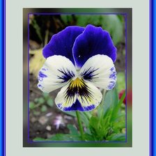 Схема вышивки «анютины глазки»