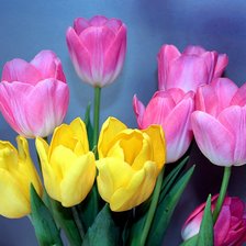 Схема вышивки «тюльпаны»