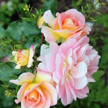 Схема вышивки «розы»