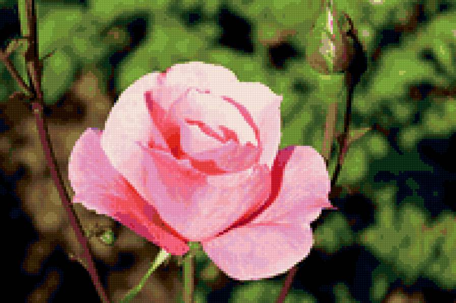 роза - цветок, розы, цветы, роза - предпросмотр