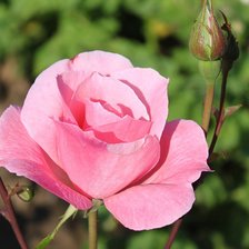 Схема вышивки «роза»