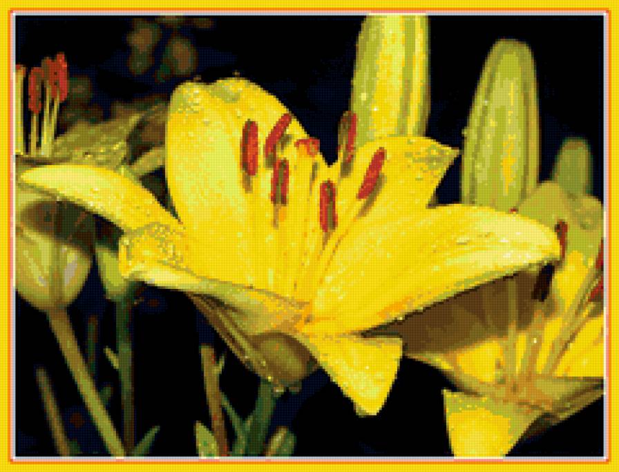 лилии - лилии, цветы, капли - предпросмотр