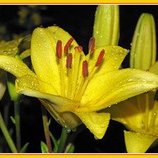 Схема вышивки «лилии»