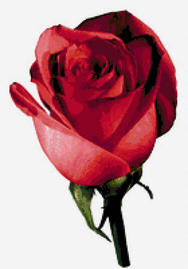 роза - цветок, розы, цветы, роза - предпросмотр