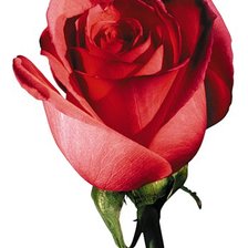 Схема вышивки «роза»