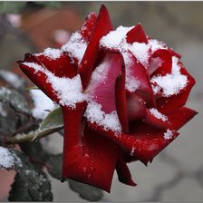 Схема вышивки «роза»