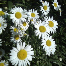 Схема вышивки «ромашки»