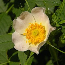 Схема вышивки «№352895»