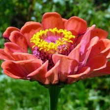 Схема вышивки «№352899»