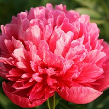 Схема вышивки «пион»