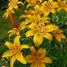 Схема вышивки «лилии»