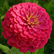 Схема вышивки «№352964»