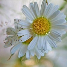 Схема вышивки «ромашка 2»