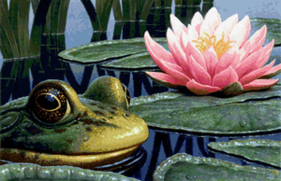 лягушка и лотос - предпросмотр