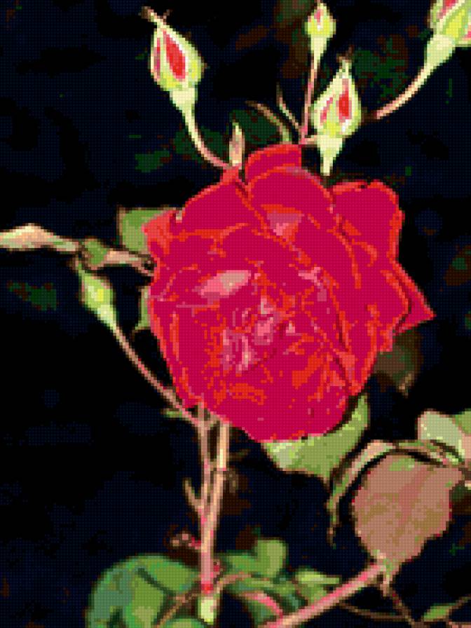 розы - розы, цветы - предпросмотр