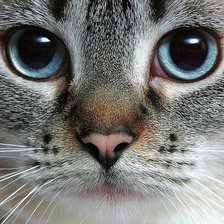 Схема вышивки «Котик»