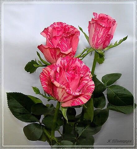 №353840 - оригинал