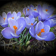 Схема вышивки «№353857»