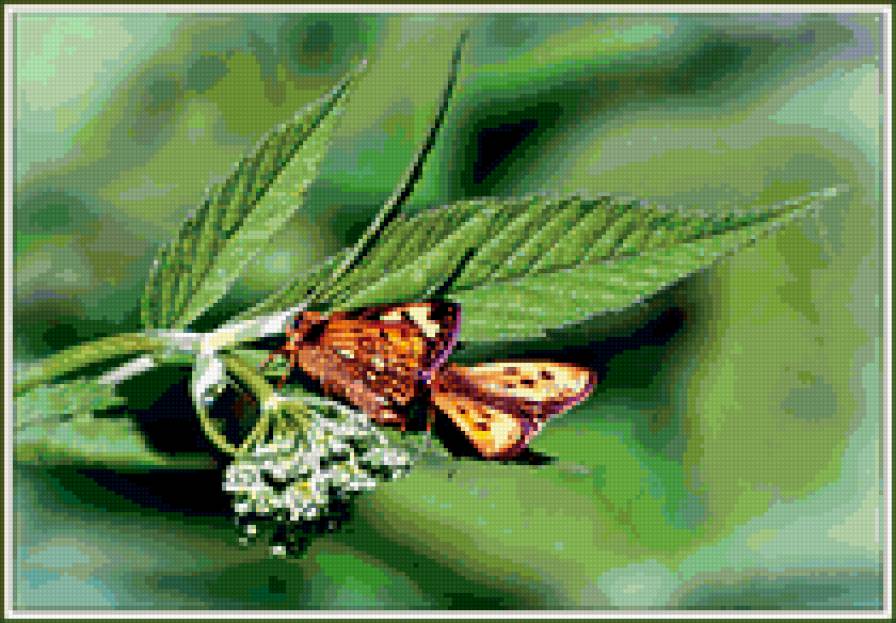 бабочка - бабочки - предпросмотр