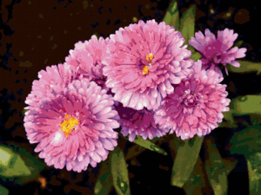 астра - цветы - предпросмотр