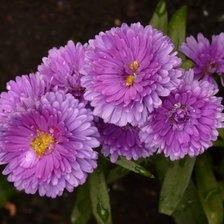 Схема вышивки «астра»