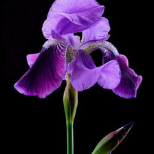 Схема вышивки «ирис»