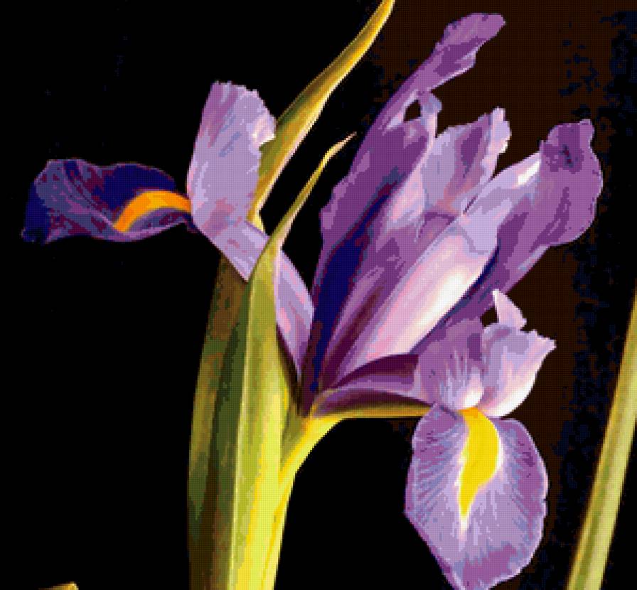 ирисы - цветы - предпросмотр