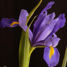 ирисы