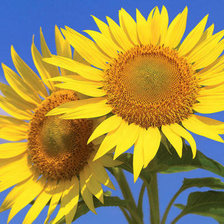 Схема вышивки «подсолнухи»