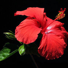 Схема вышивки «№353925»