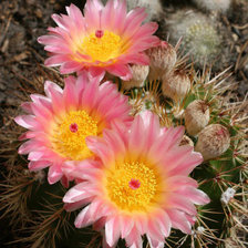 Схема вышивки «кактус»