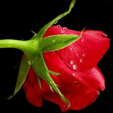 Схема вышивки «роза»