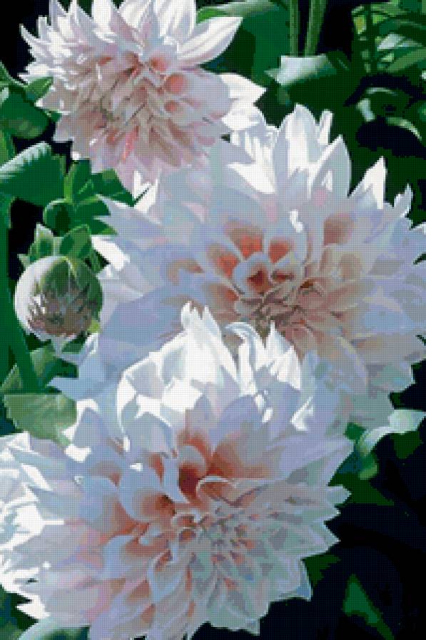 георгины - цветы - предпросмотр