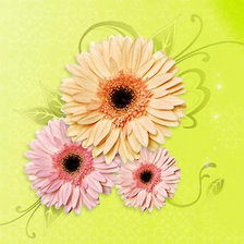 Схема вышивки «гербера»