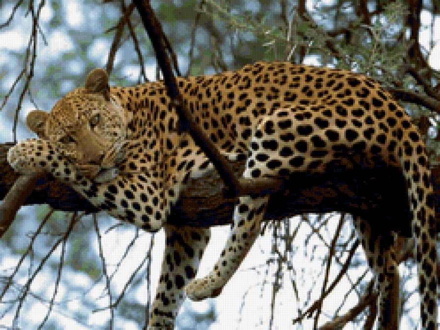 леопард - животные, кошки, леопард - предпросмотр