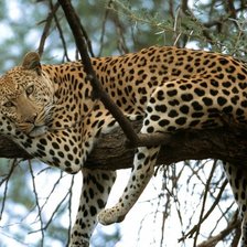 Схема вышивки «леопард»