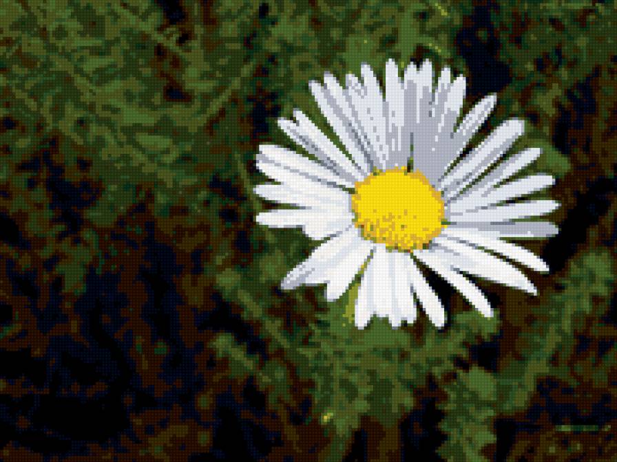 ромашка - цветок, ромашка - предпросмотр