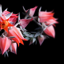 Схема вышивки «№354288»