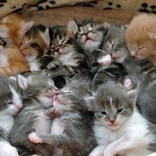 Схема вышивки «котята»