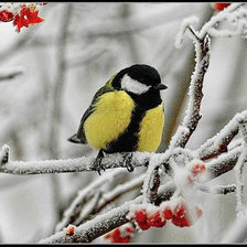 Схема вышивки «Синичка»