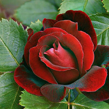 Схема вышивки «алая роза»