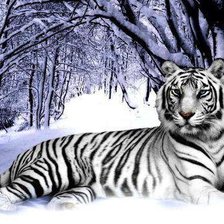 Схема вышивки «Тигр»