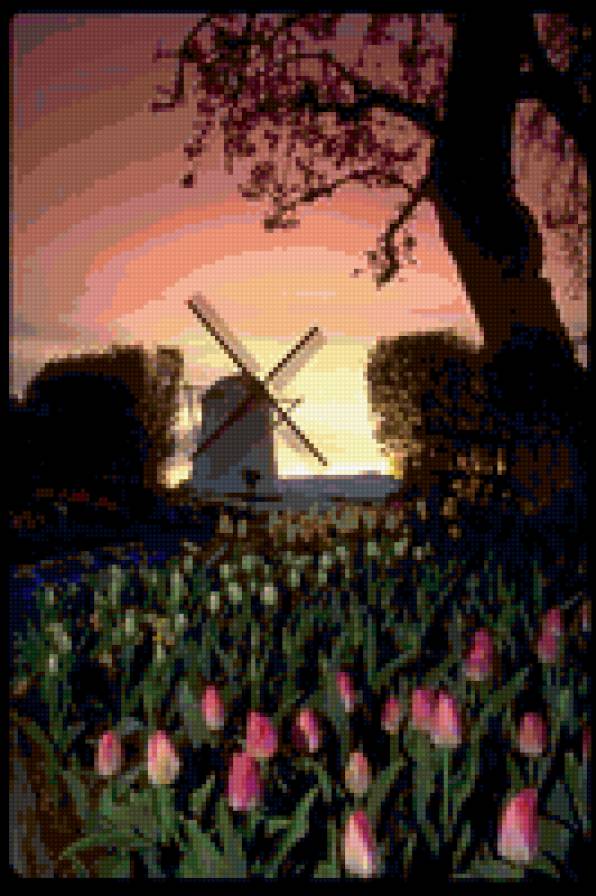 Тюльпаны на рассвете. - тюльпаны, мельница, цветы, рассвет - предпросмотр